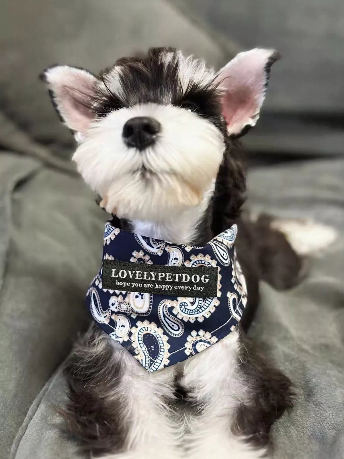 08f94811a7a443ecb9e565f76679843e-Max-Origin Pet Scarf