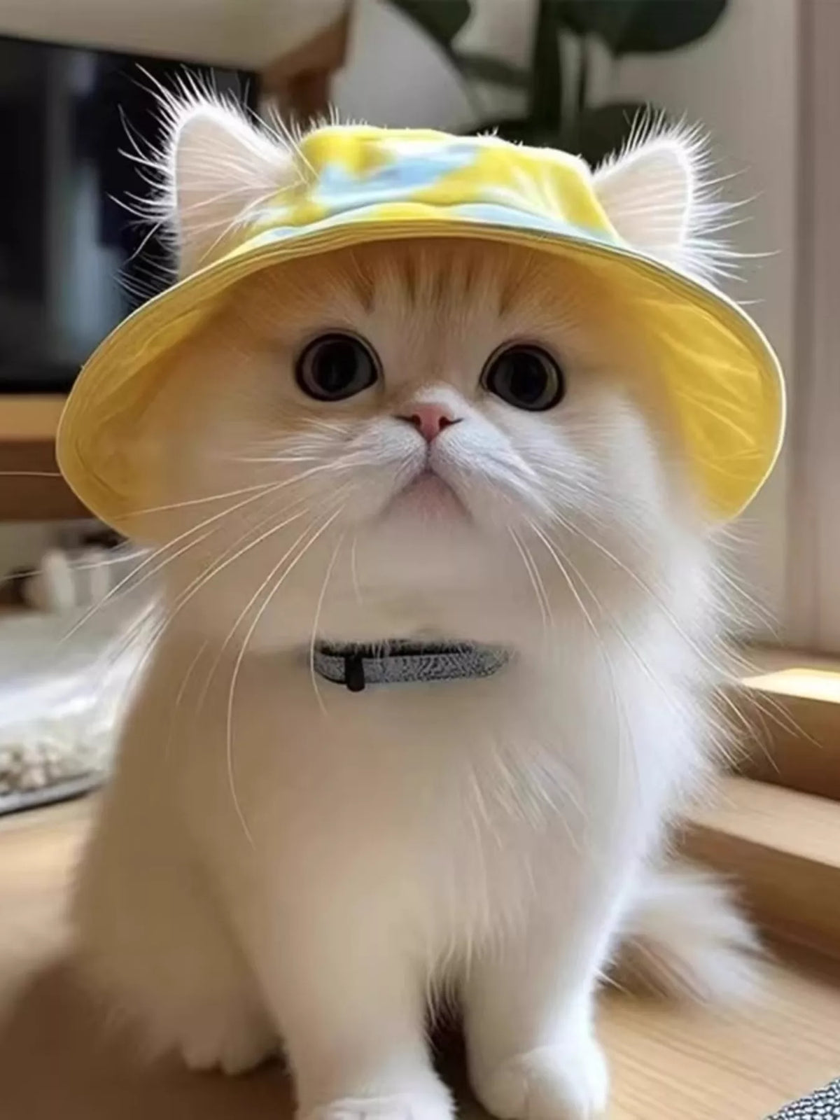 31fe0deaeba6407493b9ceedd7122033-Max-Origin Pet Bucket Hat