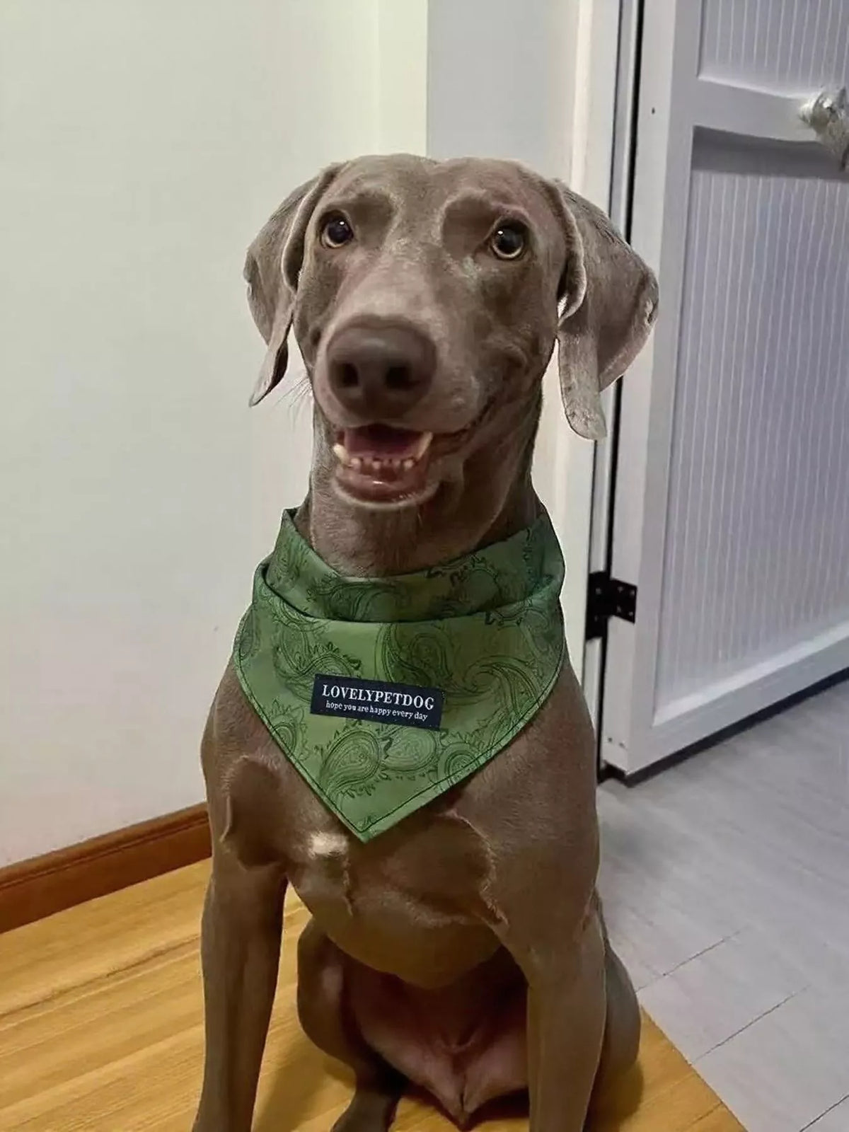 a1708d163bd34ed2ad18cf288725ffeb-Max-Origin Pet Scarf