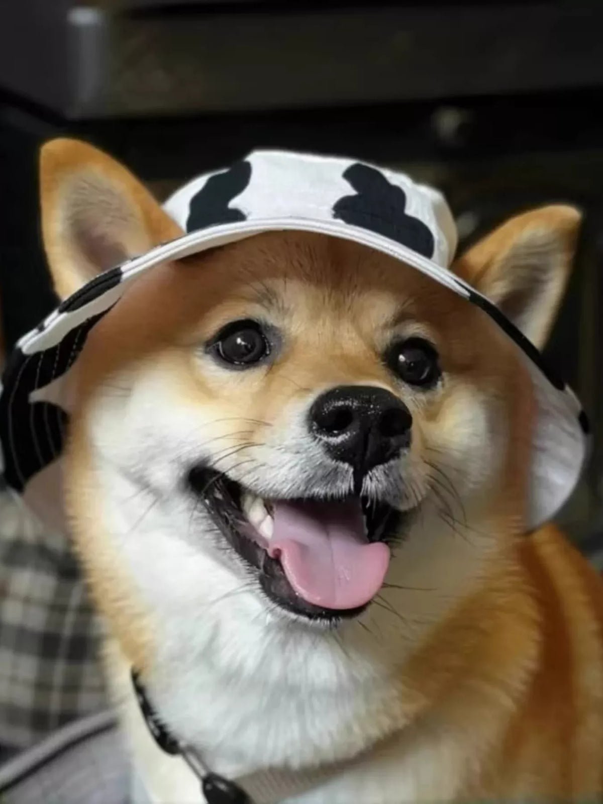 e337897545cc43bc88d2209c6ea154c3-Max-Origin Pet Bucket Hat