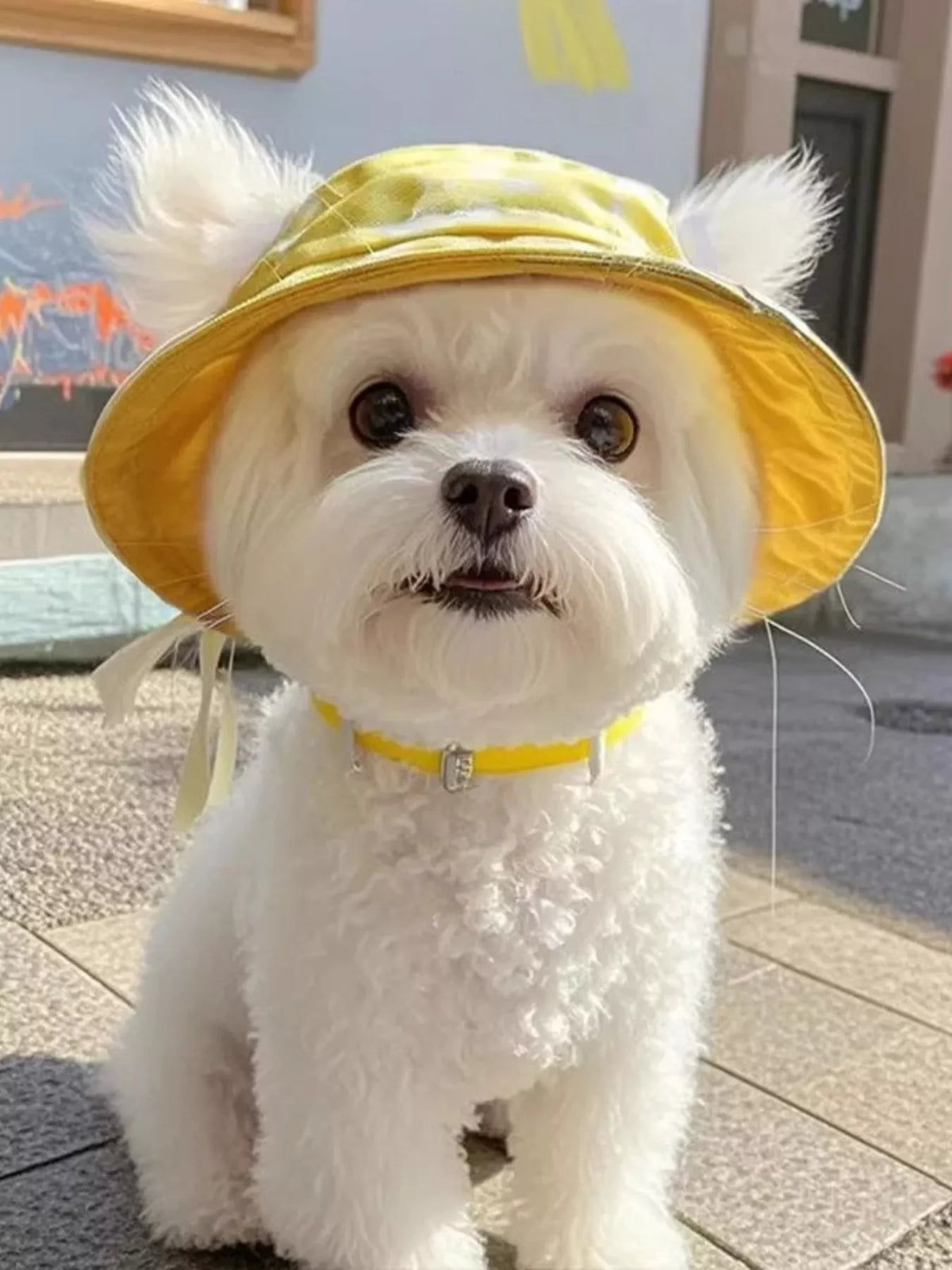 ff581e374ebb48e3ade68f68b7a664c7-Max-Origin Pet Bucket Hat